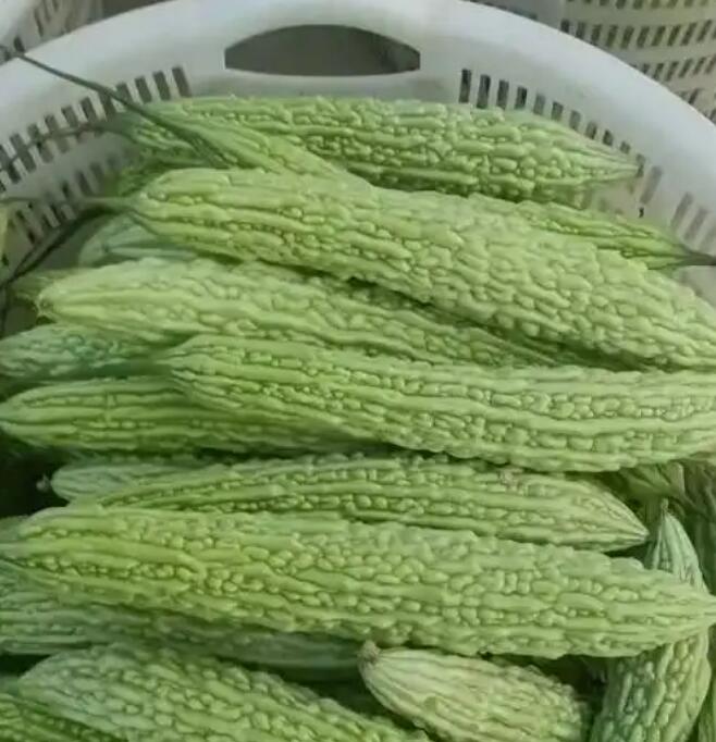 苦瓜酒38度多少钱一瓶